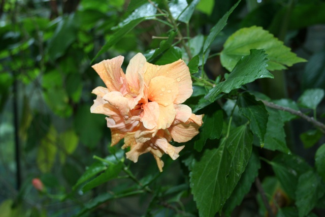 http://i72.servimg.com/u/f72/09/02/38/94/hibisc10.jpg