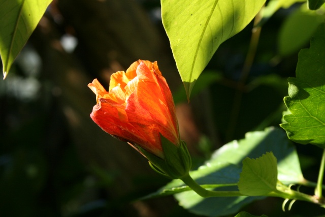 http://i72.servimg.com/u/f72/09/02/38/94/hibisc14.jpg