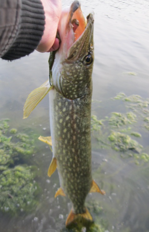 Les maisonnettes la pêche à podmoskove est bon marché