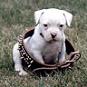 chiot chiot