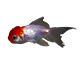 Especies de agua fría
