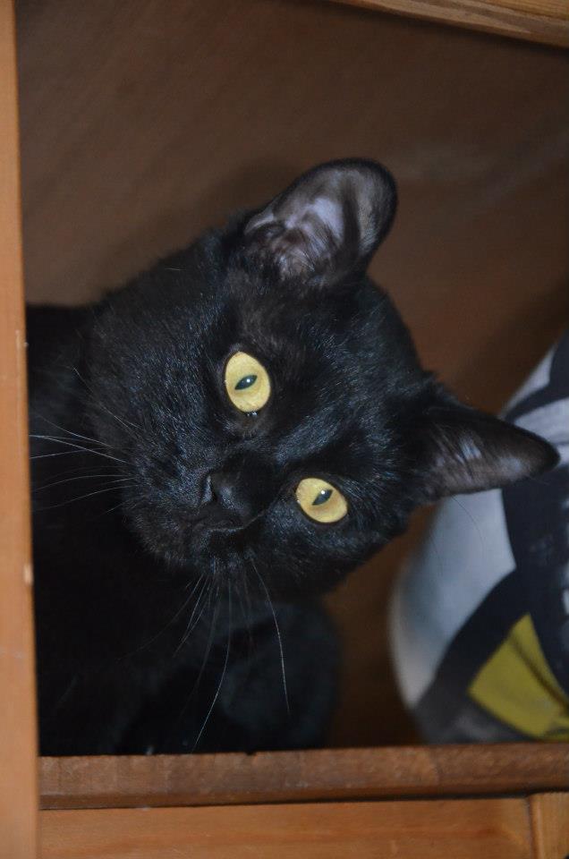 Chat blagnac