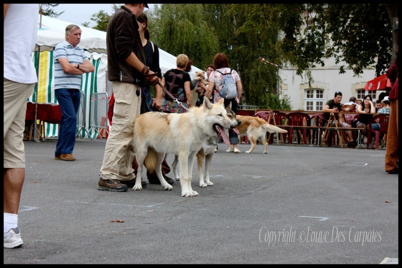 mace loftus wolfdog