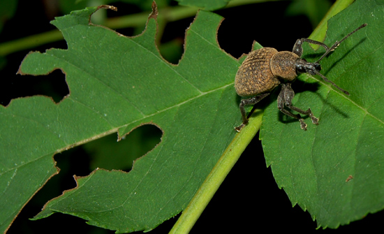 Quel insecte mange les feuilles de framboisier ?