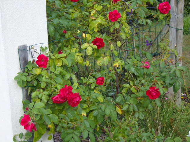 roses_14.jpg