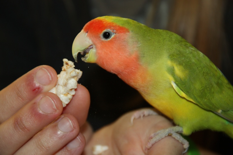 L'enrichissement alimentaire - Perruches et perroquets